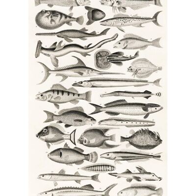 Tableau des poissons Vintage Antique Print - 50x70 - Mat