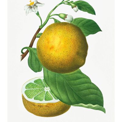 Grapefruit Vintage Black Antique Print - 50x70 - Matt