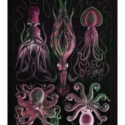 Polpo Gamochonia e calamaro stampa antica nera vintage - 50x70 - Opaco