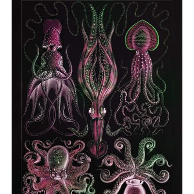 Polpo Gamochonia e calamaro stampa antica nera vintage - 50x70 - Opaco