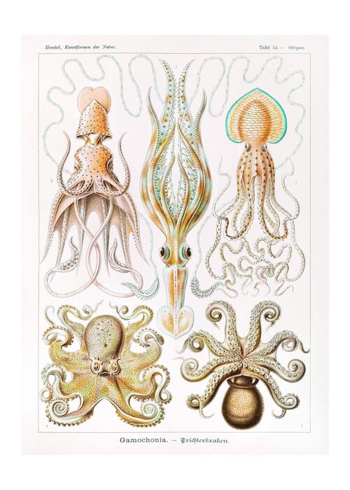 Gamochonia Octopus and Squid Vintage Antique Print - 50x70 - Matte