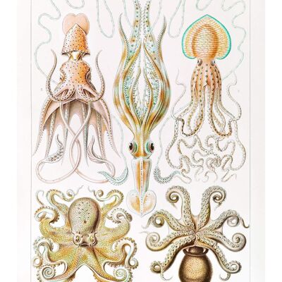 Impresión antigua vintage de pulpo y calamar de Gamochonia - 50 x 70 - mate