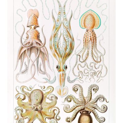 Stampa antica vintage di polpo e calamaro Gamochonia - 50x70 - Opaco