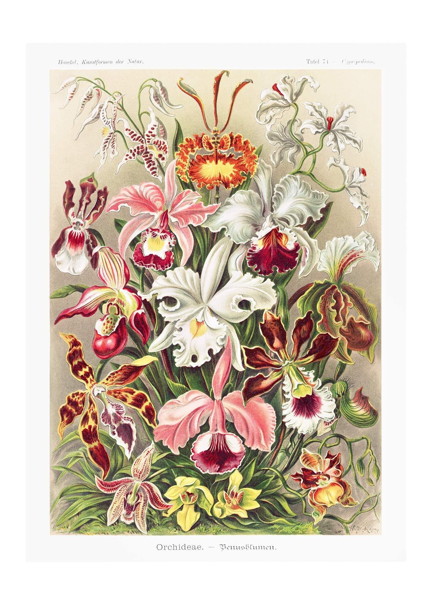 Orchidea Fiori Vintage Antica Stampa - 50x70 - Opaco