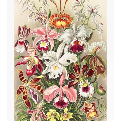 Orchidea Flowers Vintage Antique Print - 50x70 - Matte