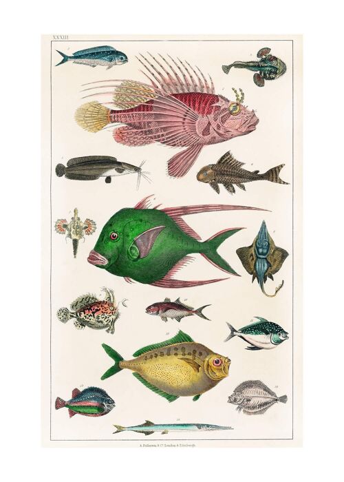 Fish 3 Vintage Antique Print - 50x70 - Matte