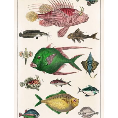 Impresión antigua Vintage Fish 3 - 50x70 - Mate