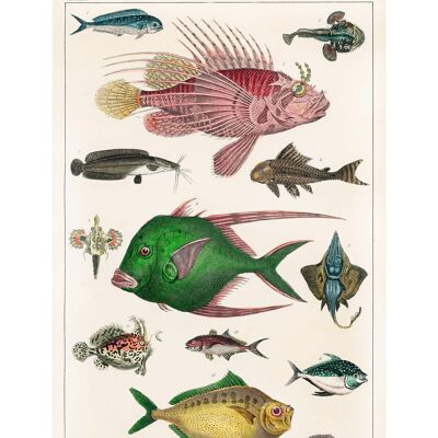 Fish 3 Vintage Antique Print - 50x70 - Opaco