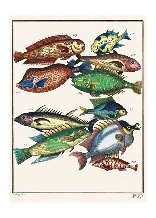 Fish 2 Vintage Antique Print - 50x70 - Matte
