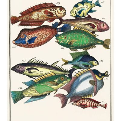 Fish 2 Vintage Antique Print - 50x70 - Opaco