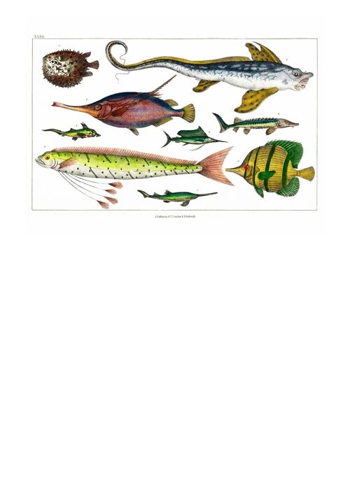 Fish Vintage Antique Print - 50x70 - Matte