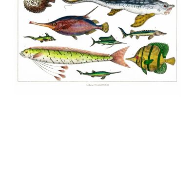 Impresión antigua vintage de pescado - 50 x 70 - Mate