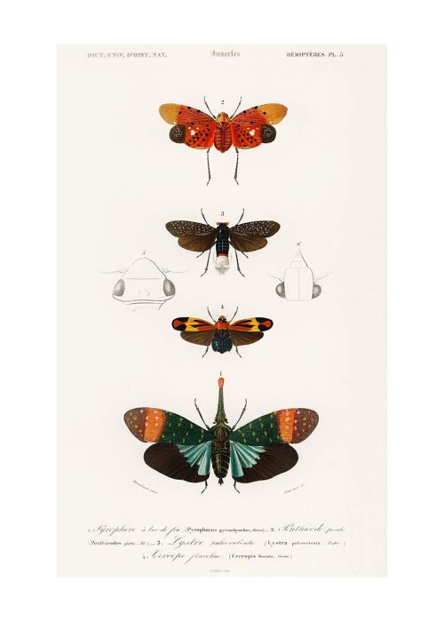 Butterfly Diagram Vintage Antique Print - 50x70 - Matte