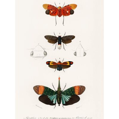 Stampa antica vintage con diagramma a farfalla - 50 x 70 - Opaca Ma