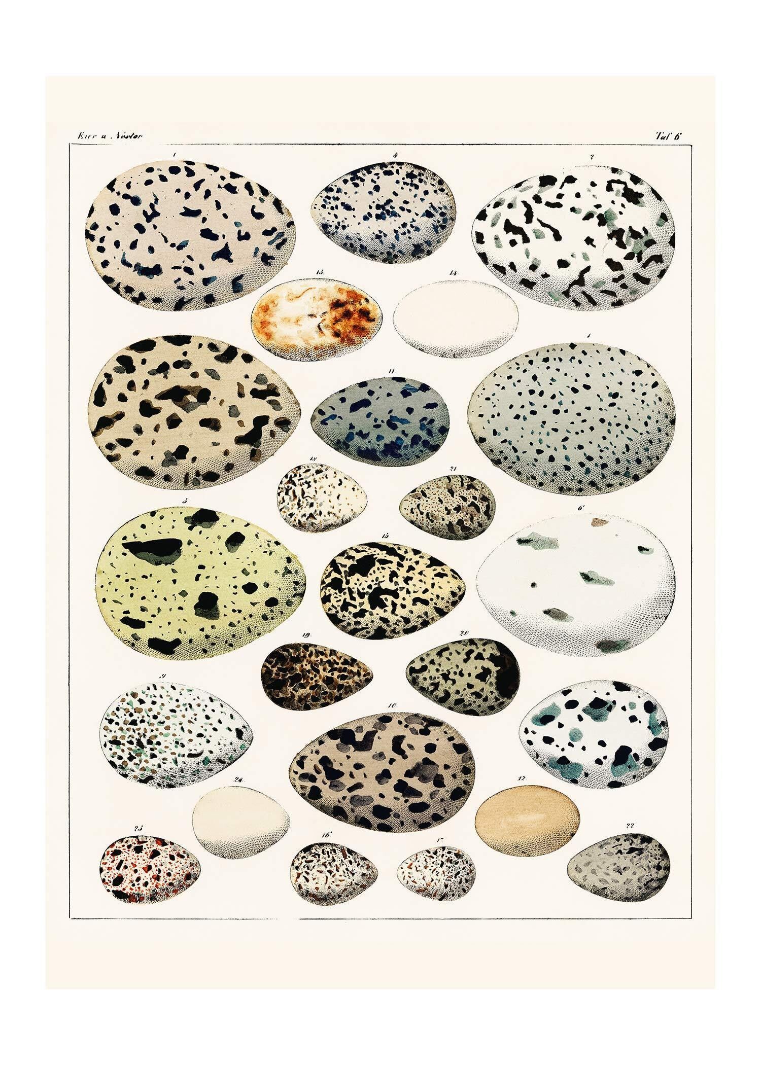 Stampa antica vintage di uova maculate - 50x70 - Opaco