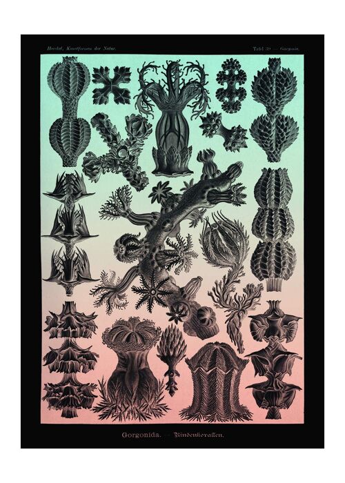Corals Pink And Green Antique Print - 50x70 - Matte