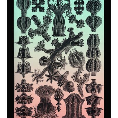 Impresión antigua de corales rosa y verde - 50x70 - Mate