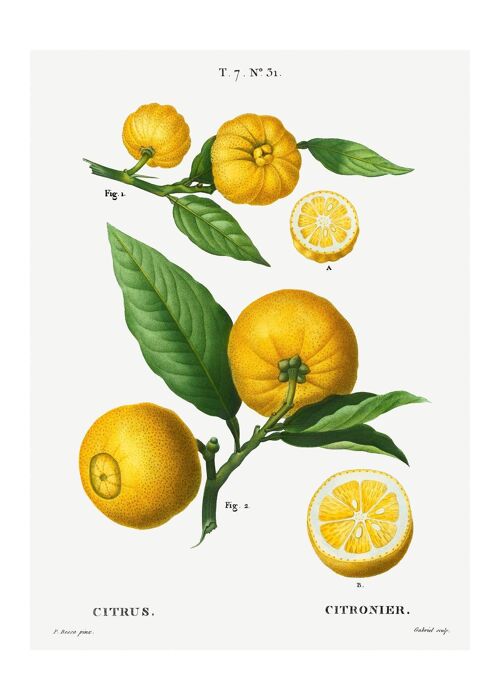 Citrus Lemon Vintage Antique Print - 50x70 - Matte