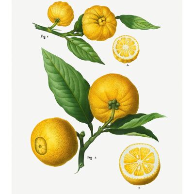 Citrus Lemon Vintage Antique Print - 50x70 - Mat