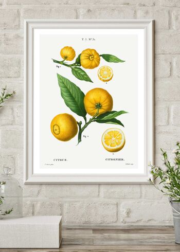 Citrus Lemon Vintage Antique Print - 50x70 - Mat 2