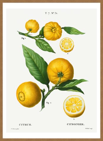 Citrus Lemon Vintage Antique Print - 50x70 - Mat 3