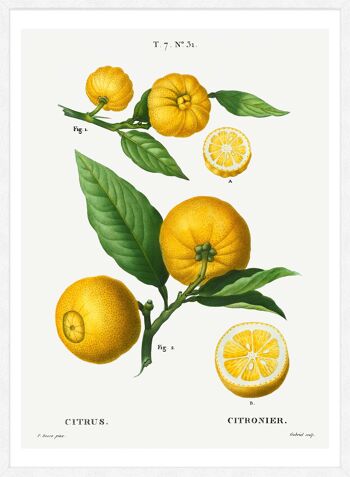 Citrus Lemon Vintage Antique Print - 50x70 - Mat 5