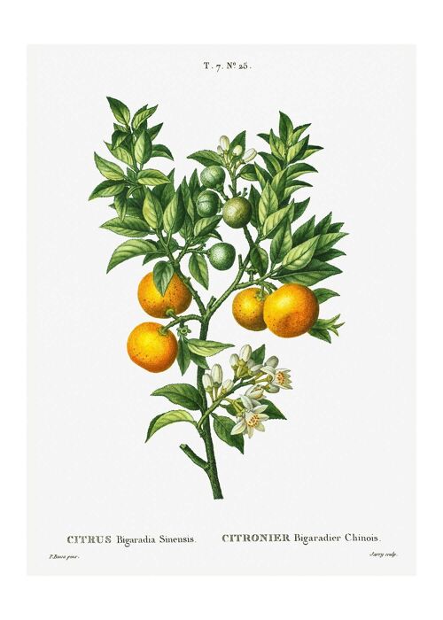 Bitter Orange Branch Vintage Antique Print - 50x70 - Matte