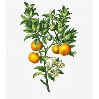 Impresión antigua vintage de rama de naranja amarga - 50 x 70 - Mate