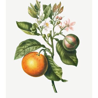 Impresión antigua vintage naranja amarga - 50 x 70 - Mate