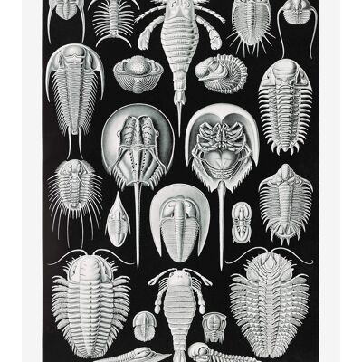 Aspidonia Crabs Vintage Schwarz-Weiß-Antikdruck - 50x70 - Matt