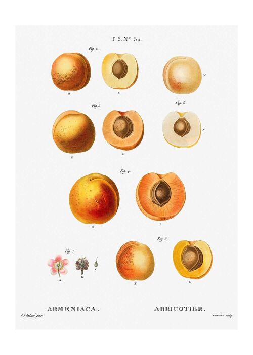 Apricot Illustration Vintage Antique Print - 50x70 - Matte