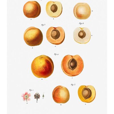 Apricot Illustration Vintage Antique Print - 50x70 - Matte