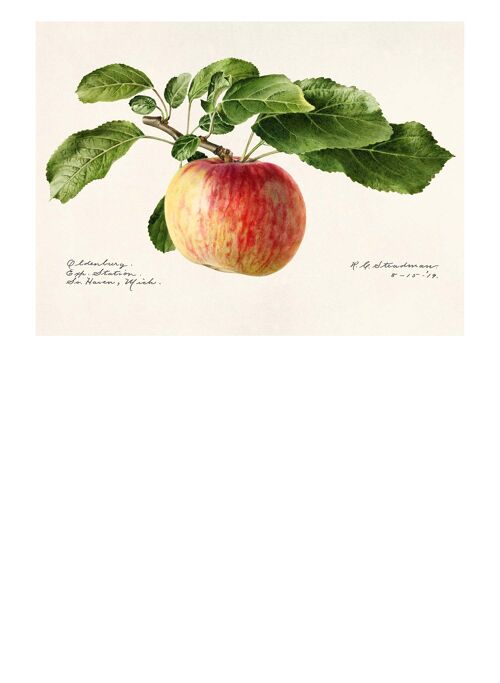 Apple Landscape Vintage Antique Print - 50x70 - Matte