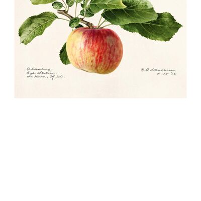 Stampa antica vintage con paesaggio di mele - 50 x 70 - Opaca