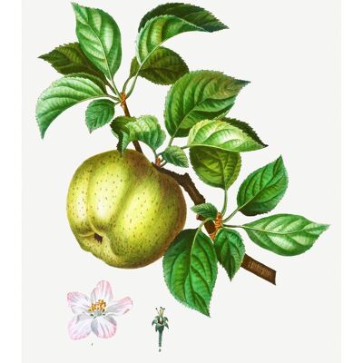 Pomme Pommier Antique Vintage Print - 50x70 - Mat