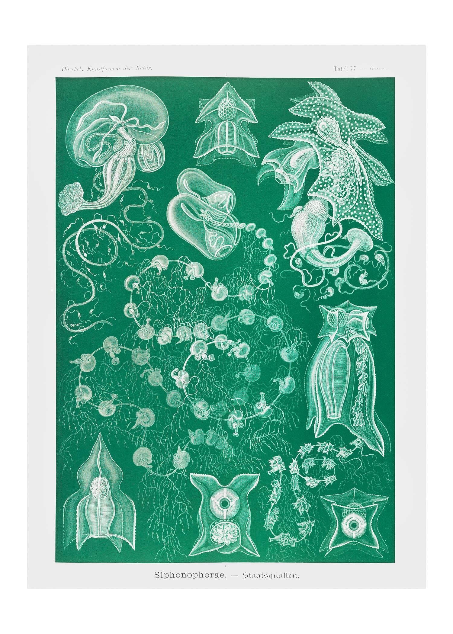 Stampa vintage verde antico di alghe - 50x70 - Opaco