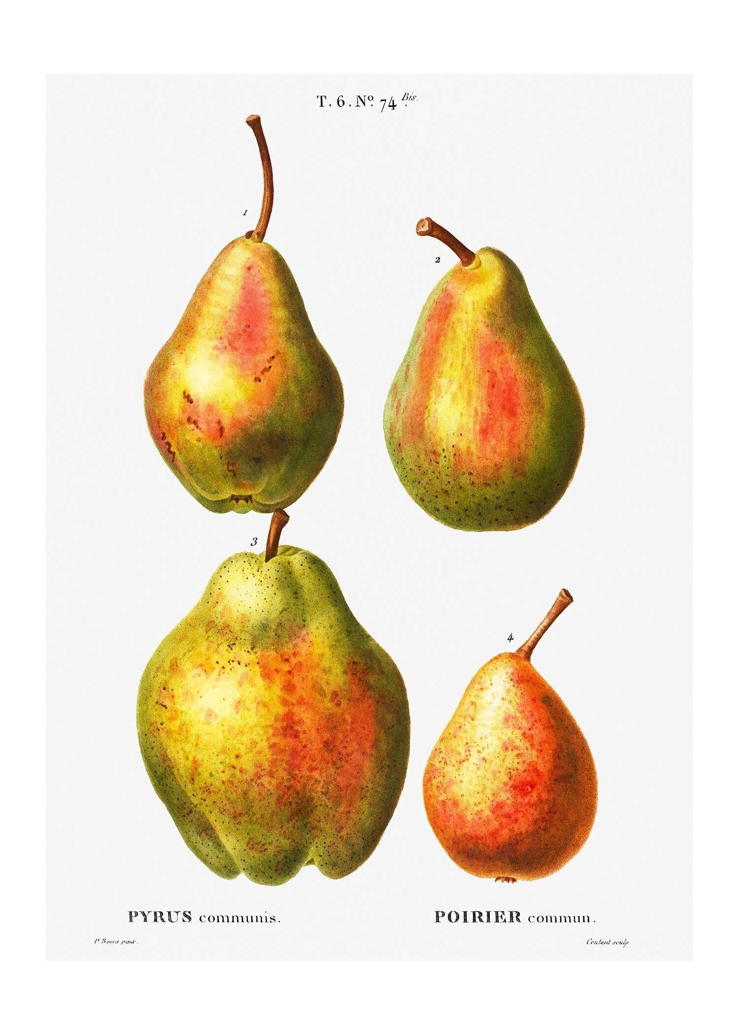 Stampa antica vintage di quattro pere - 50x70 - Opaca