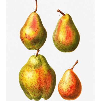 Four Pears Vintage Antique Print - 50x70 - Matte