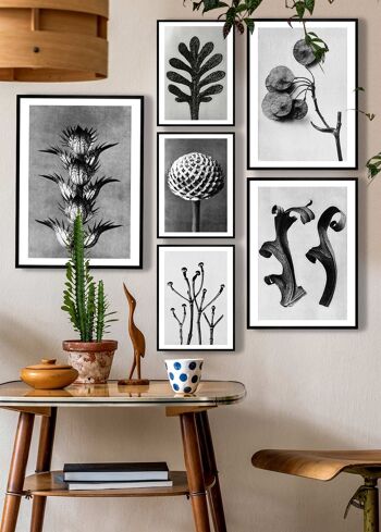 Vintage botanique étude 6 impression d'Art noir et blanc - 50 x 70 - mat 2