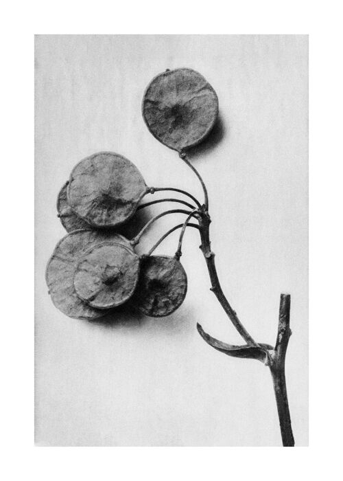 Vintage Botanical Study 4 Black and White Art Print - 50x70 - Matte