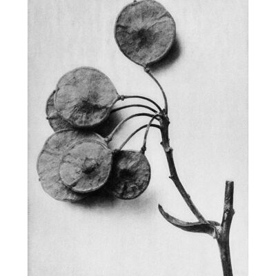 Vintage Botanical Study 4 Black and White Art Print - 50x70 - Matte