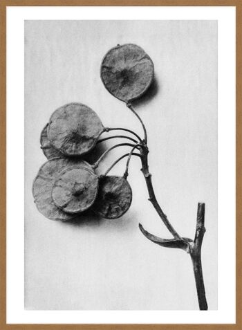 Vintage botanique étude 4 impression d'Art noir et blanc - 50 x 70 - mat 3