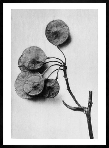 Vintage botanique étude 4 impression d'Art noir et blanc - 50 x 70 - mat 4