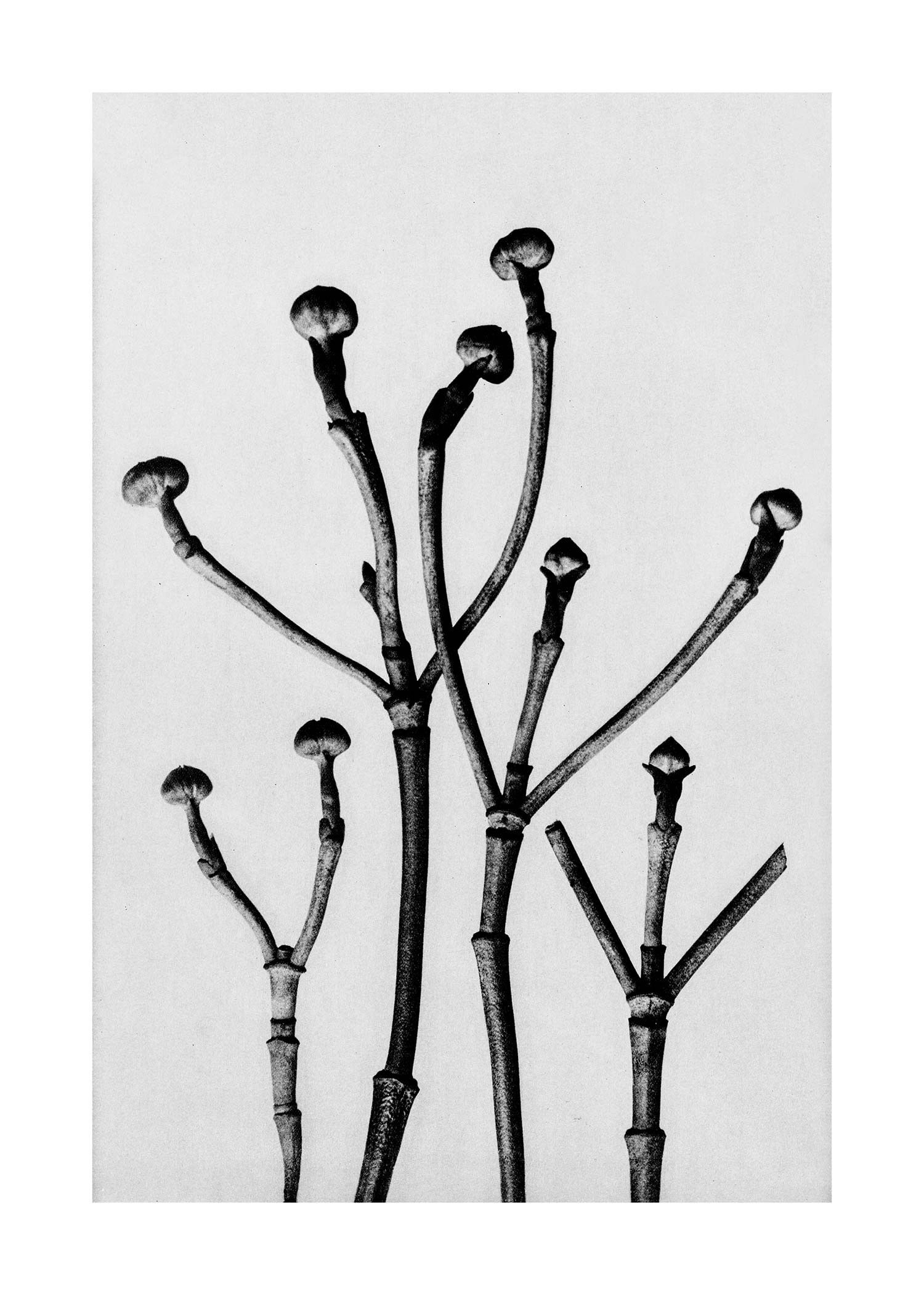 Studio botanico vintage 3 Stampa artistica in bianco e nero - 50 x 70 - Opaco