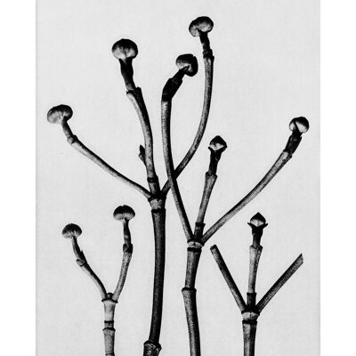 Studio botanico vintage 3 Stampa artistica in bianco e nero - 50 x 70 - Opaco