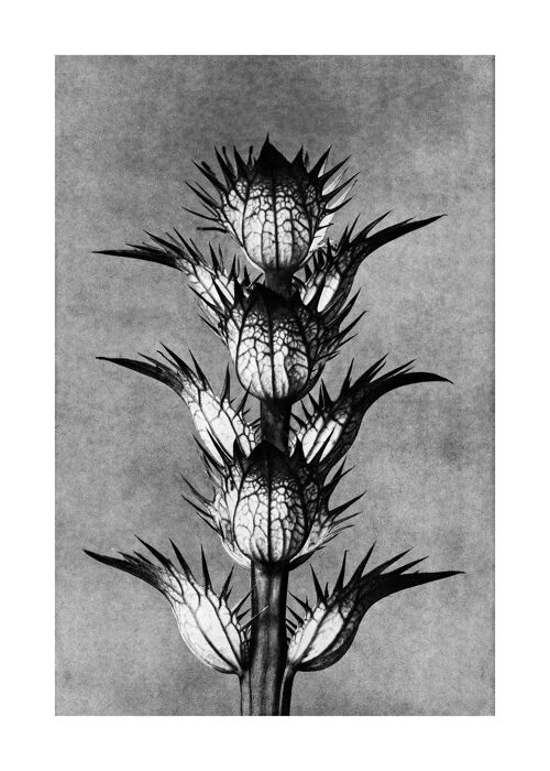 Vintage Botanical Study 2 Black and White Art Print - 50x70 - Matte