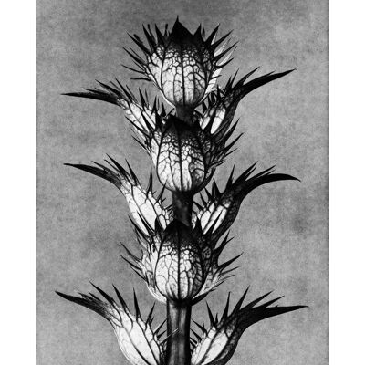 Vintage Botanical Study 2 Schwarz-Weiß-Kunstdruck - 50x70 - Matt