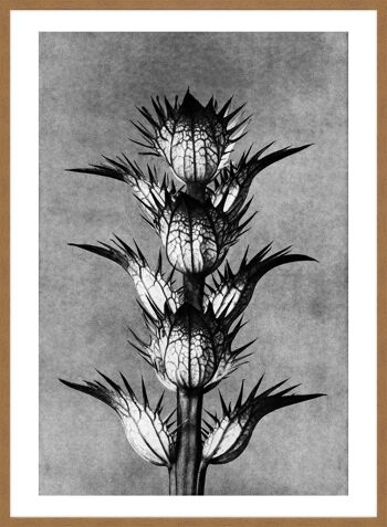 Vintage Botanical Study 2 impression d'Art noir et blanc - 50 x 70 - mat 3