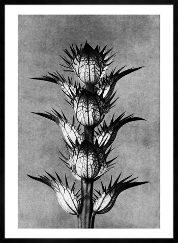 Vintage Botanical Study 2 impression d'Art noir et blanc - 50 x 70 - mat 4