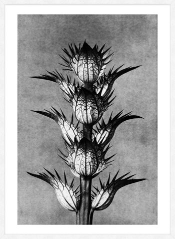 Vintage Botanical Study 2 impression d'Art noir et blanc - 50 x 70 - mat 5